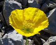 34 Papaver rhaeticum (Papavero dorato) sui macereti del Mandrone